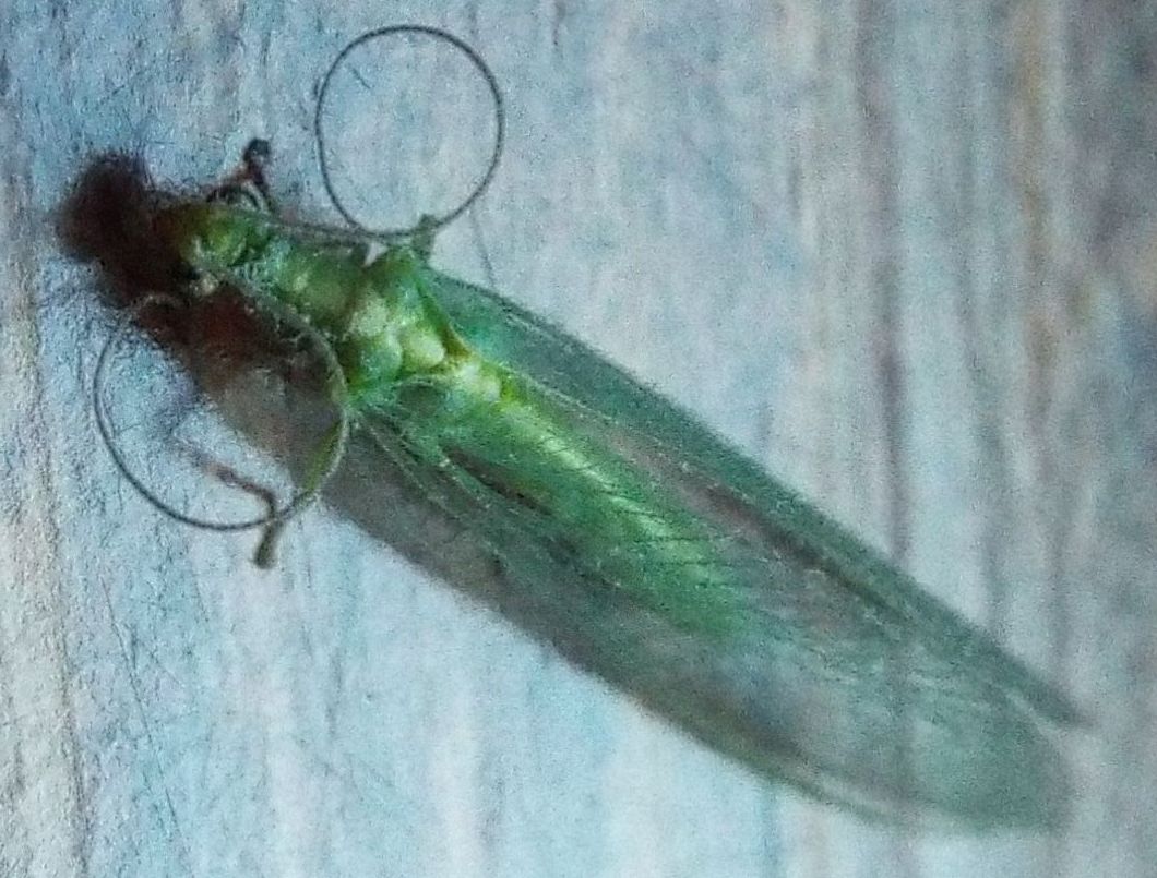 Chrysopidae: Chrysoperla sp.