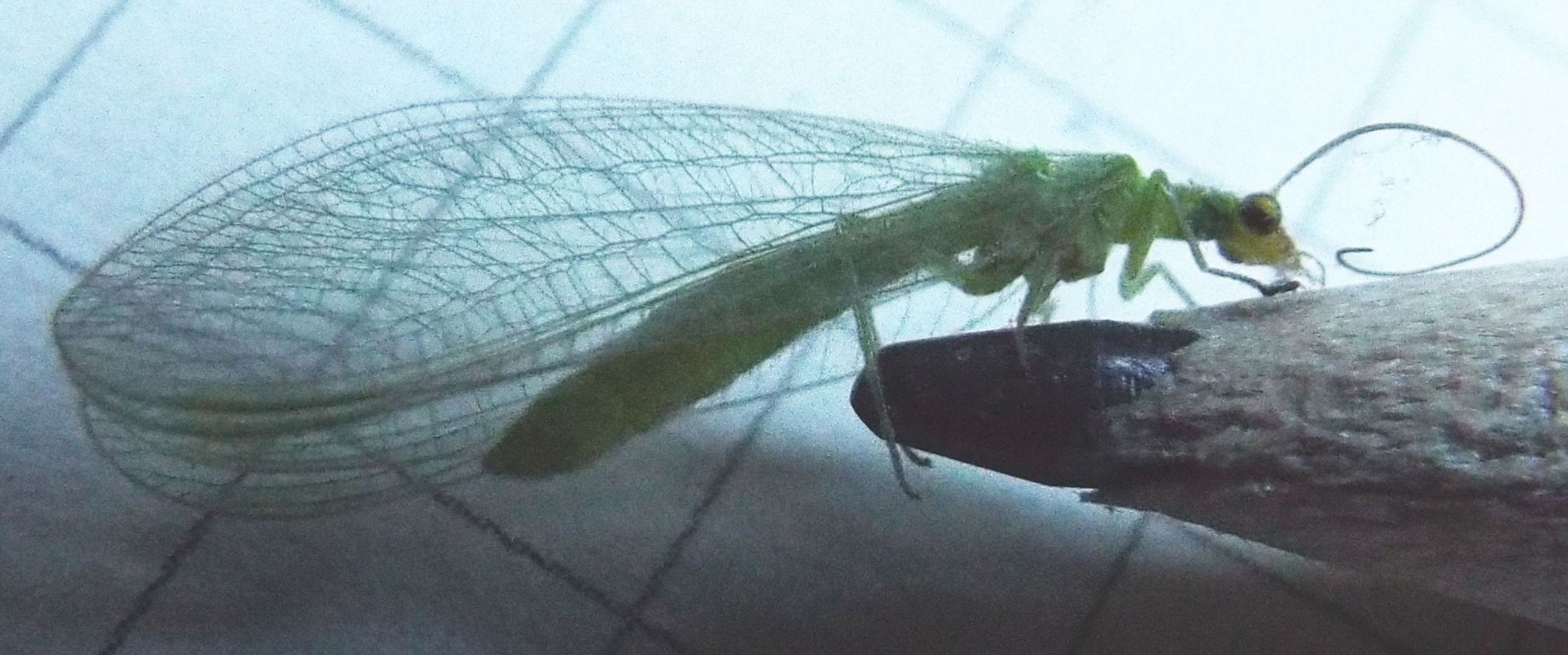 Chrysopidae: Chrysoperla sp.