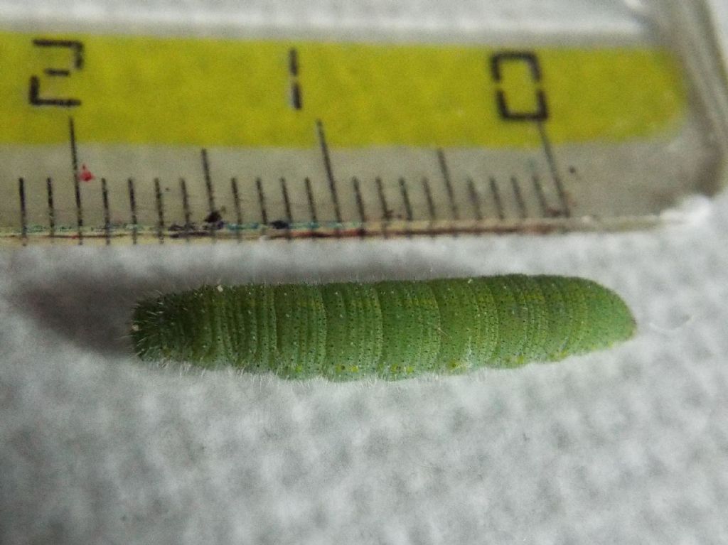 Larva di Pieris rapae (Pieridae)  parassitata da imenottero Braconidae