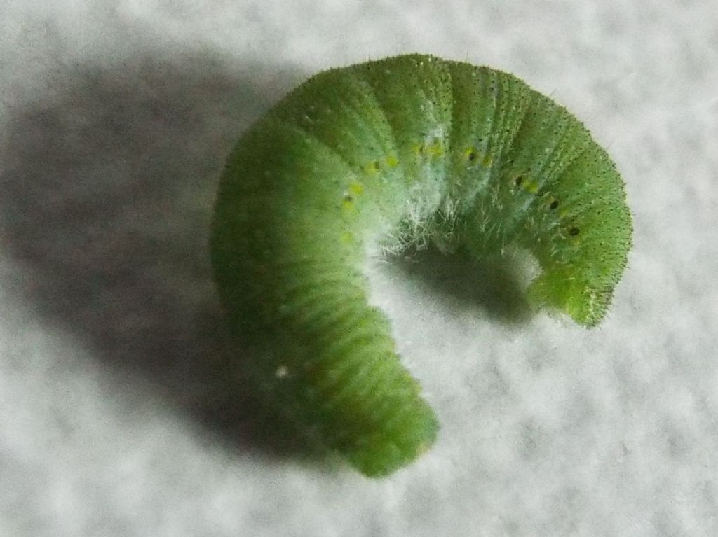 Larva di Pieris rapae (Pieridae)  parassitata da imenottero Braconidae