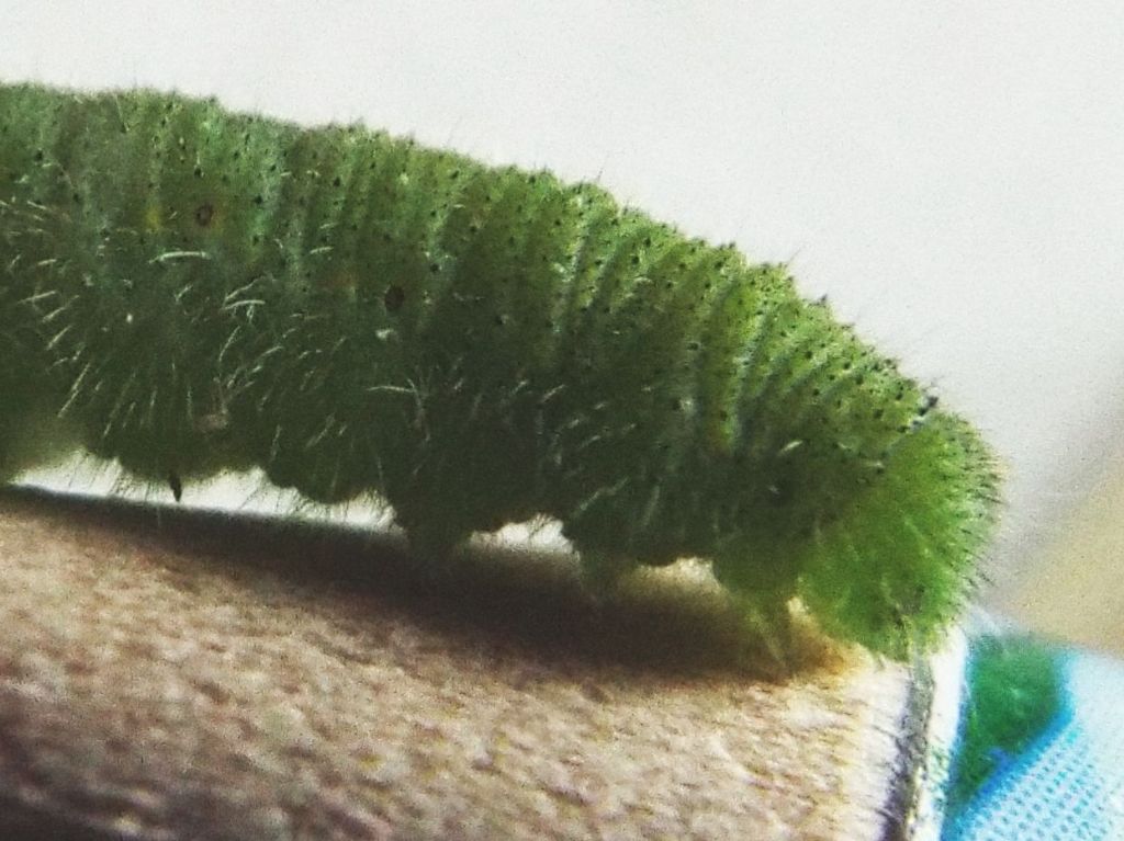 Larva di Pieris rapae (Pieridae)  parassitata da imenottero Braconidae