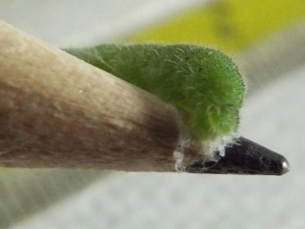 Larva di Pieris rapae (Pieridae)  parassitata da imenottero Braconidae