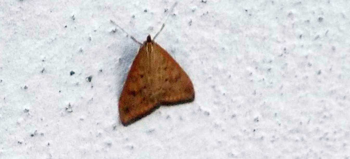 Crambidae: Udea ferrugalis