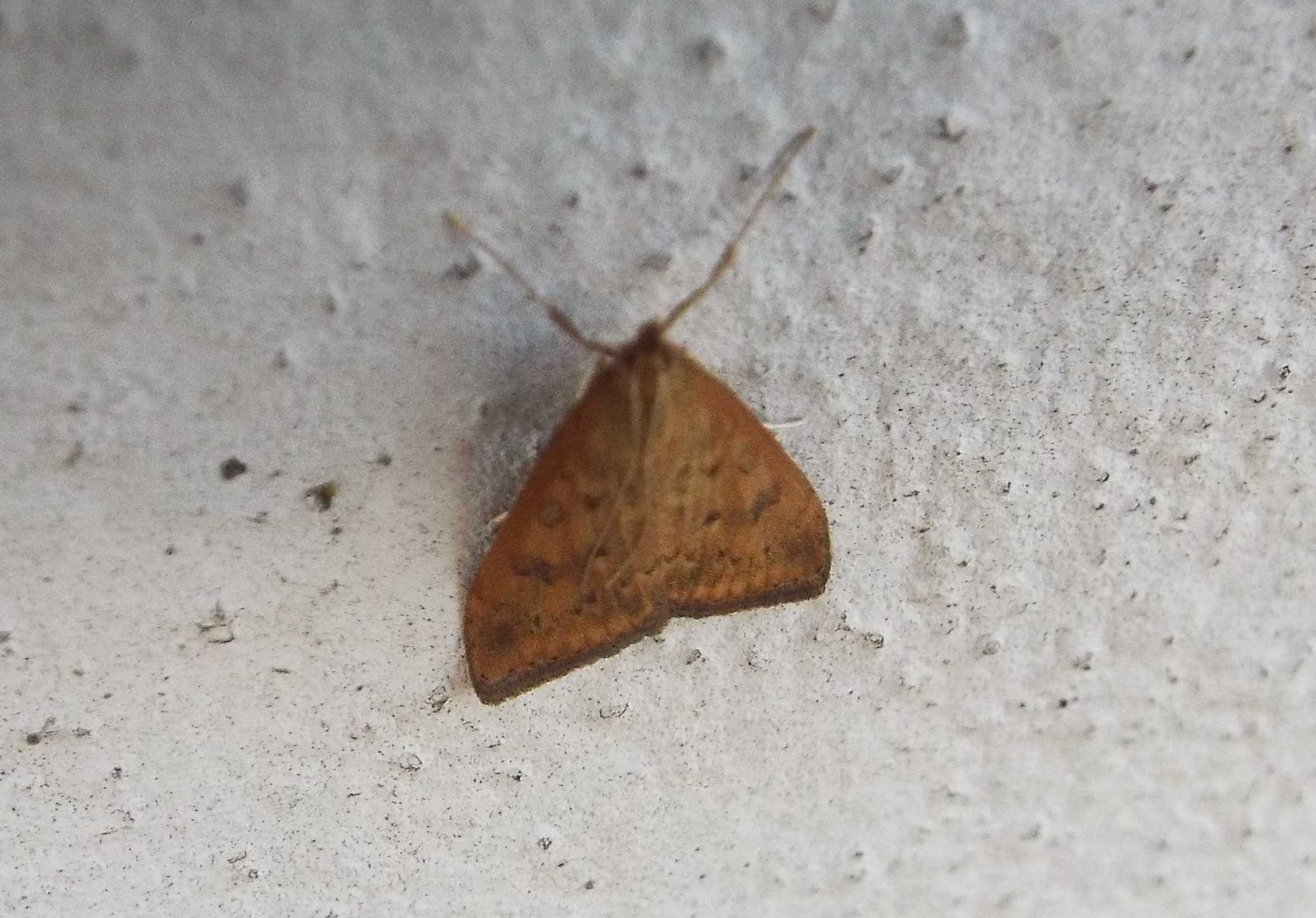 Crambidae: Udea ferrugalis