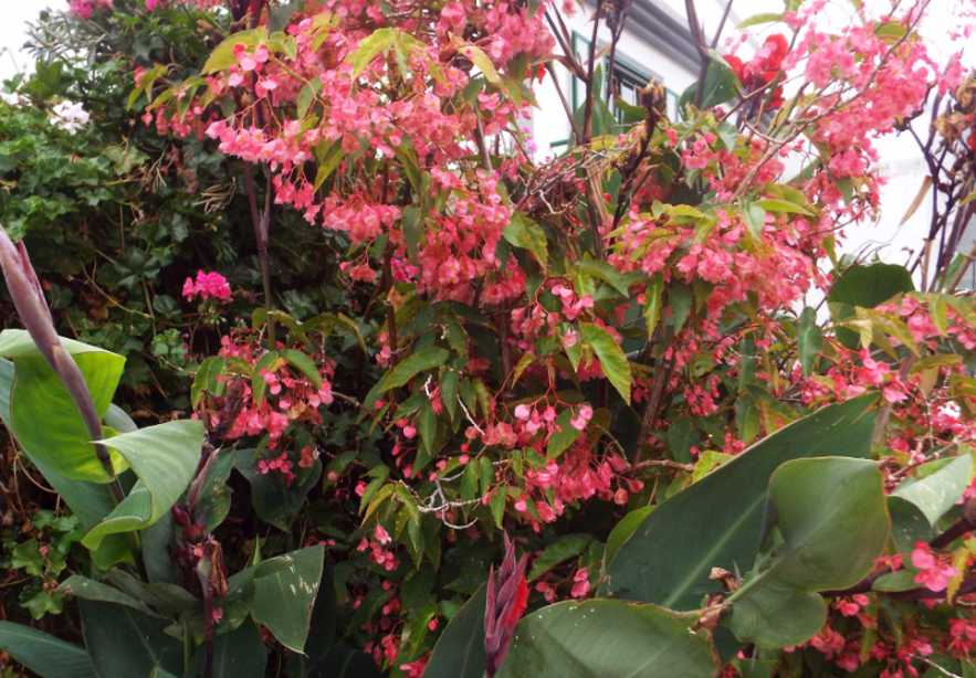 Begonia coccinea  e cfr. cv. Begonia coccinea ''Sophia'' (Begoniaceae)