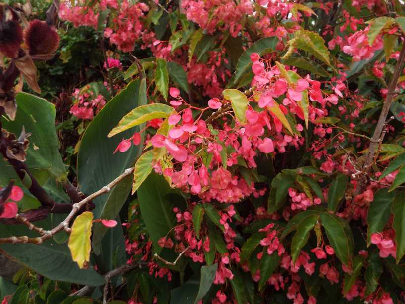 Begonia coccinea  e cfr. cv. Begonia coccinea ''Sophia'' (Begoniaceae)