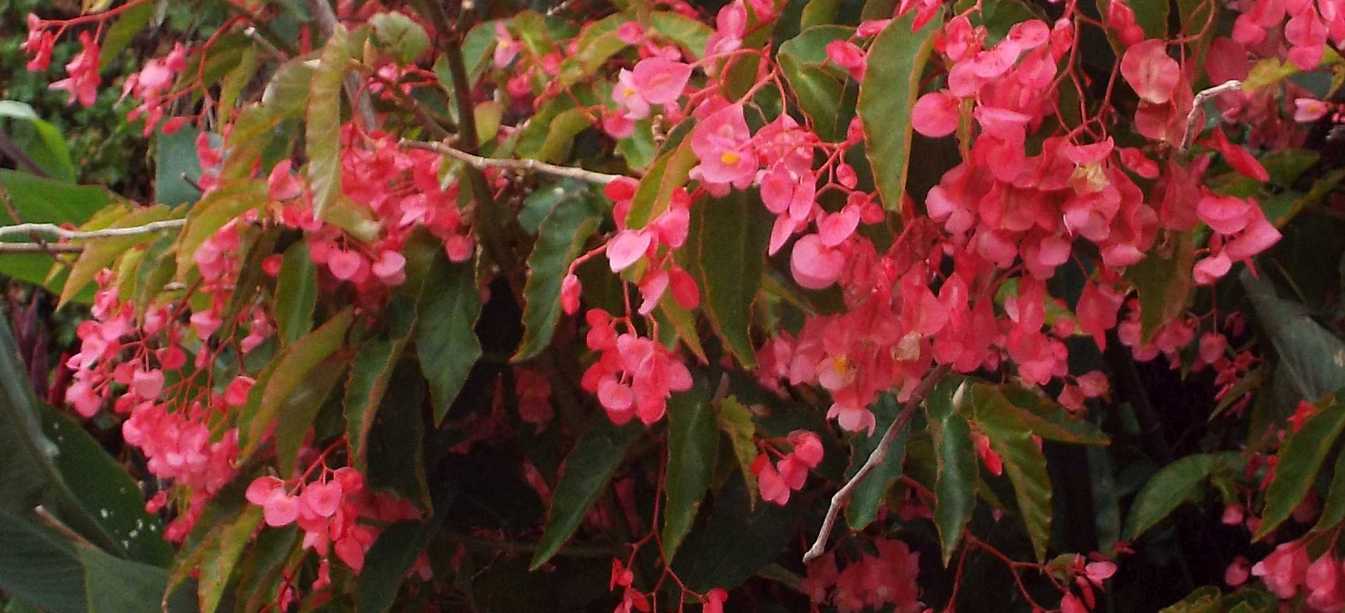 Begonia coccinea  e cfr. cv. Begonia coccinea ''Sophia'' (Begoniaceae)