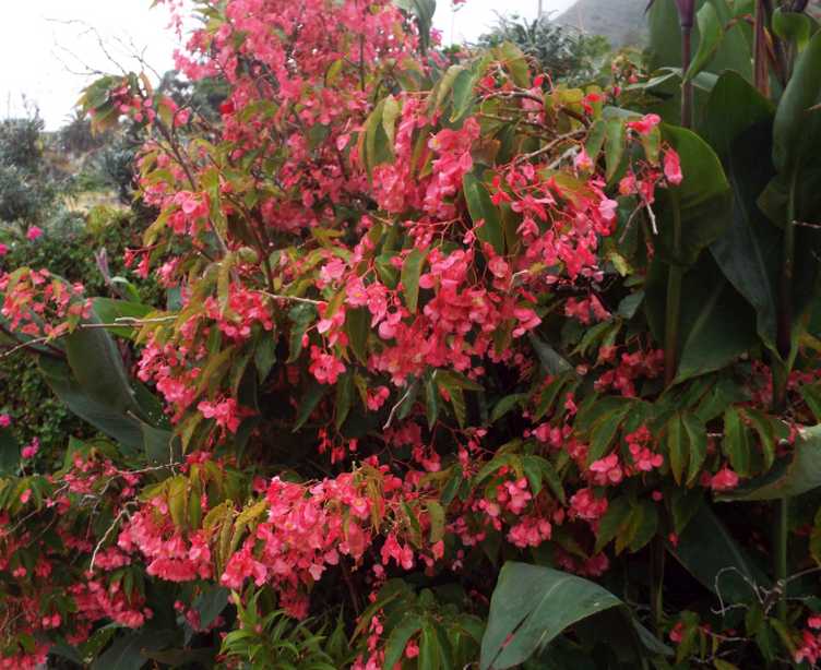 Begonia coccinea  e cfr. cv. Begonia coccinea ''Sophia'' (Begoniaceae)
