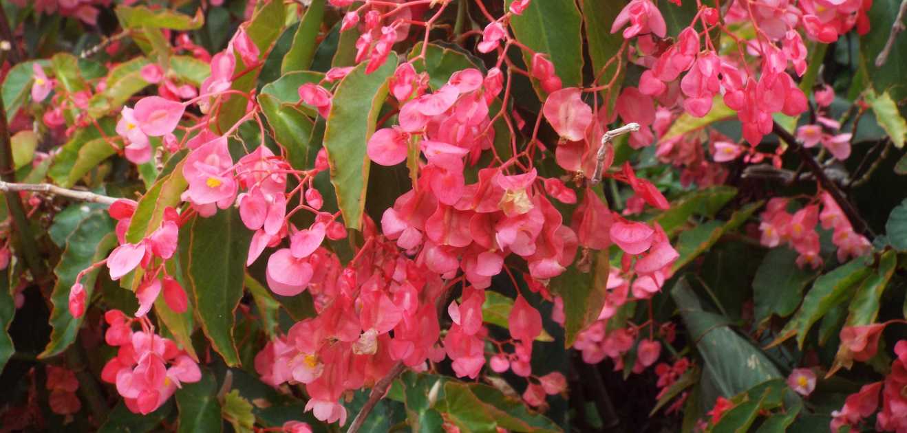 Begonia coccinea  e cfr. cv. Begonia coccinea ''Sophia'' (Begoniaceae)