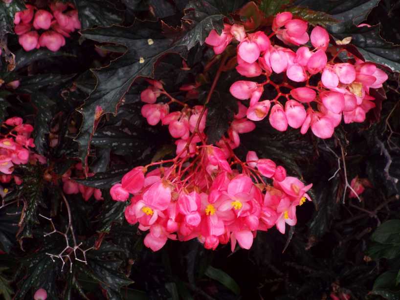 Begonia coccinea  e cfr. cv. Begonia coccinea ''Sophia'' (Begoniaceae)