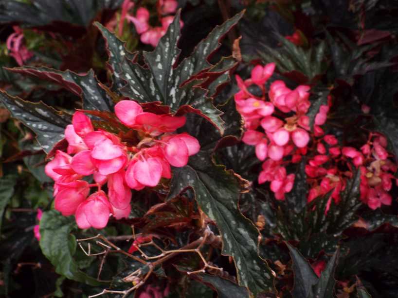 Begonia coccinea  e cfr. cv. Begonia coccinea ''Sophia'' (Begoniaceae)