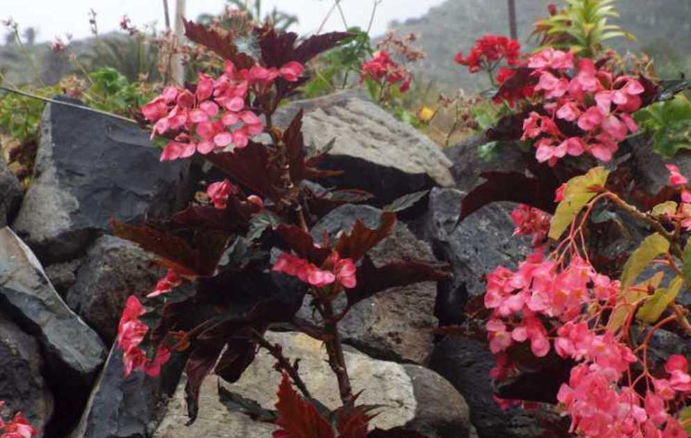 Begonia coccinea  e cfr. cv. Begonia coccinea ''Sophia'' (Begoniaceae)