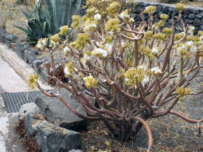 Da La Gomera (Canarie): Kleinia neriifolia (Asteraceae)