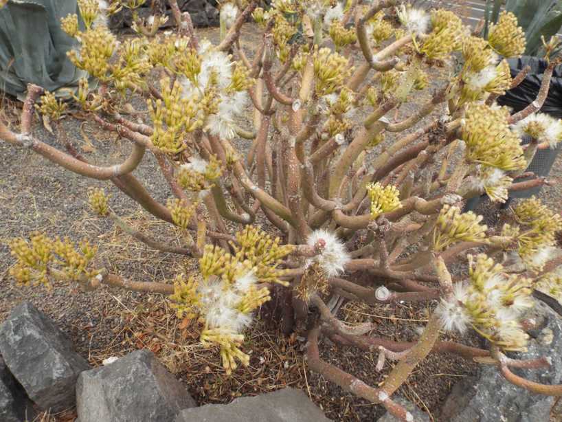 Da La Gomera (Canarie): Kleinia neriifolia (Asteraceae)