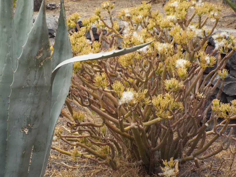 Da La Gomera (Canarie): Kleinia neriifolia (Asteraceae)