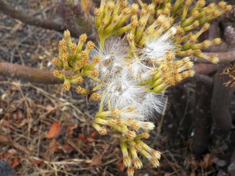 Da La Gomera (Canarie): Kleinia neriifolia (Asteraceae)