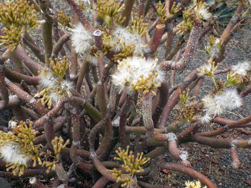 Da La Gomera (Canarie): Kleinia neriifolia (Asteraceae)