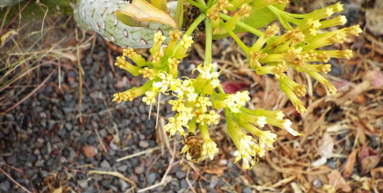 Da La Gomera (Canarie): Kleinia neriifolia (Asteraceae)