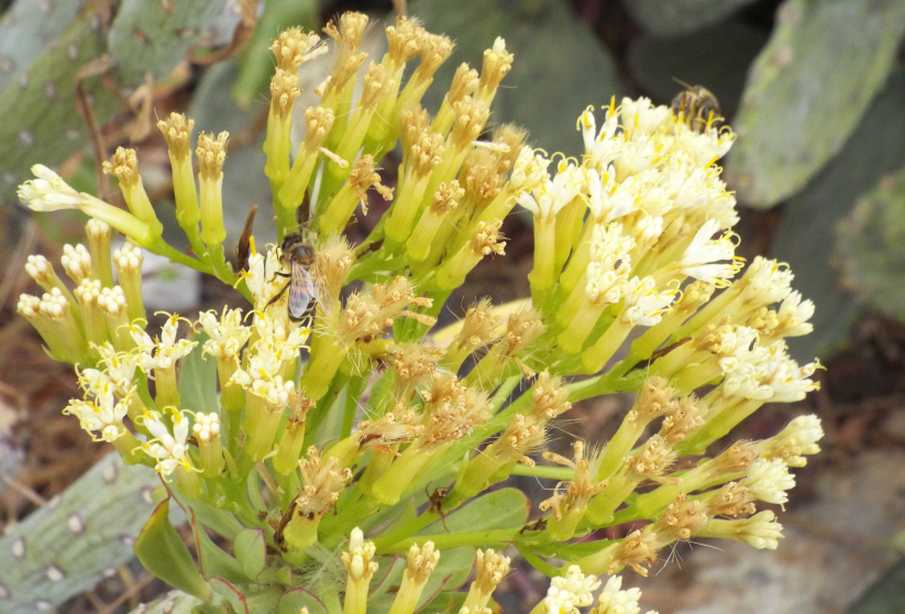 Da La Gomera (Canarie): Kleinia neriifolia (Asteraceae)