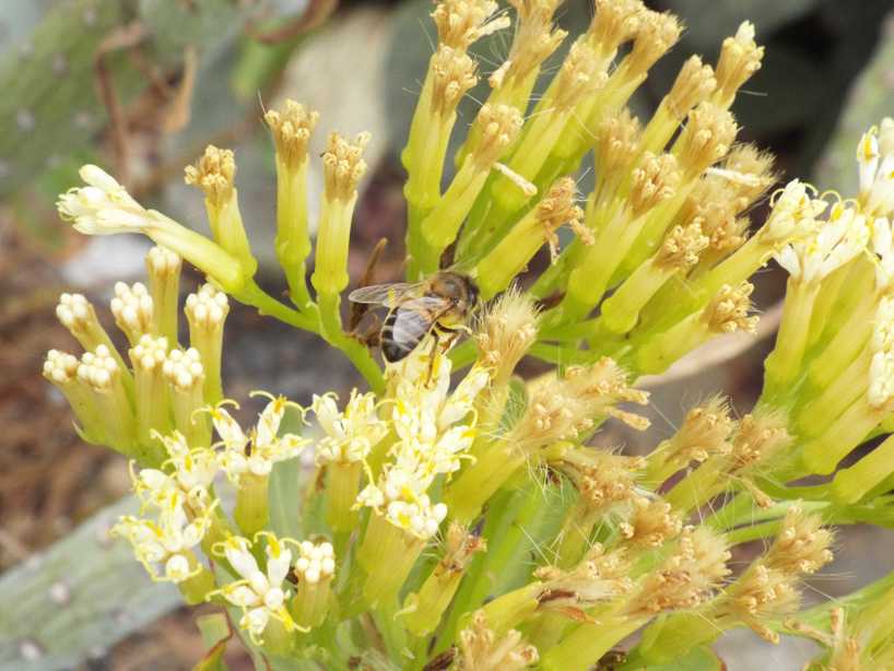 Da La Gomera (Canarie): Kleinia neriifolia (Asteraceae)