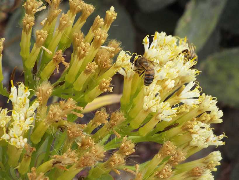 Da La Gomera (Canarie): Kleinia neriifolia (Asteraceae)