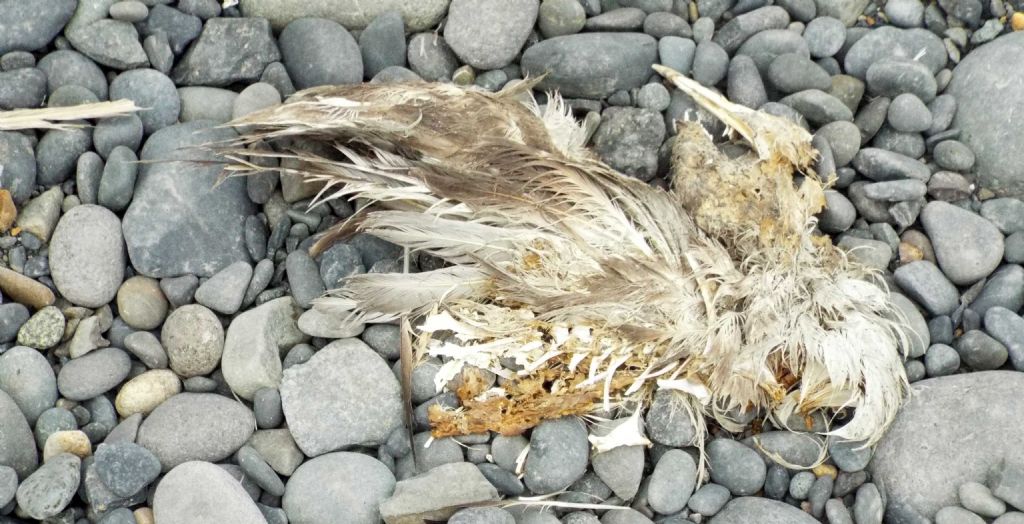 Da La Gomera (Canarie): carcassa di uccello marino da id.