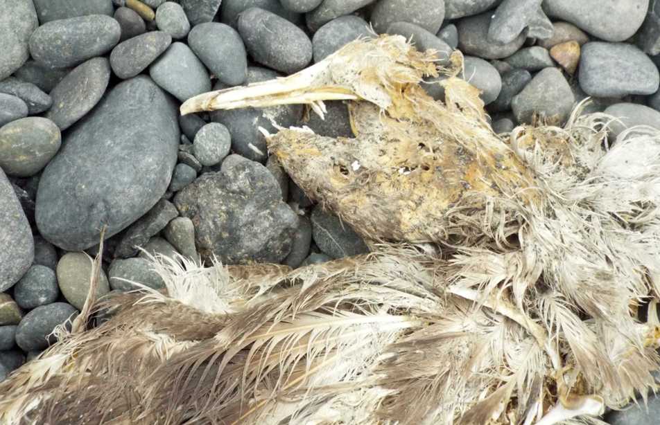 Da La Gomera (Canarie): carcassa di uccello marino da id.