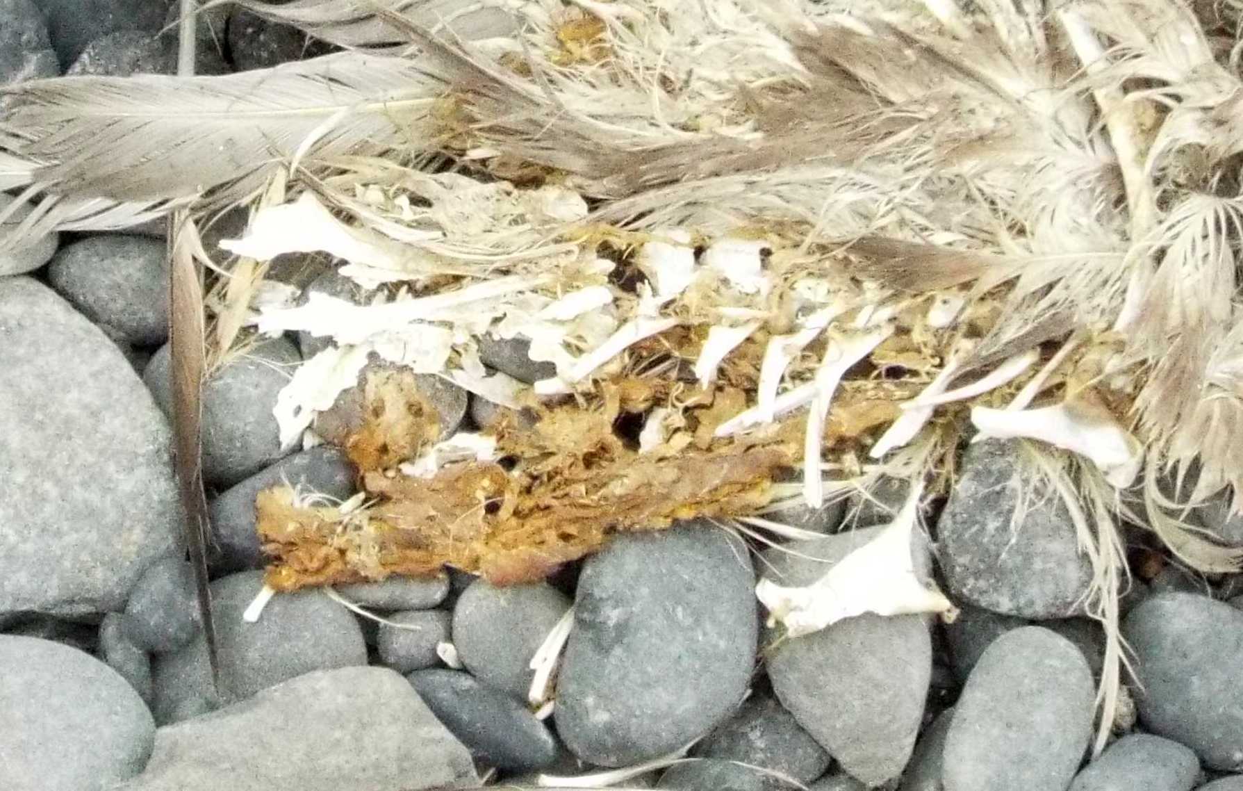 Da La Gomera (Canarie): carcassa di uccello marino da id.