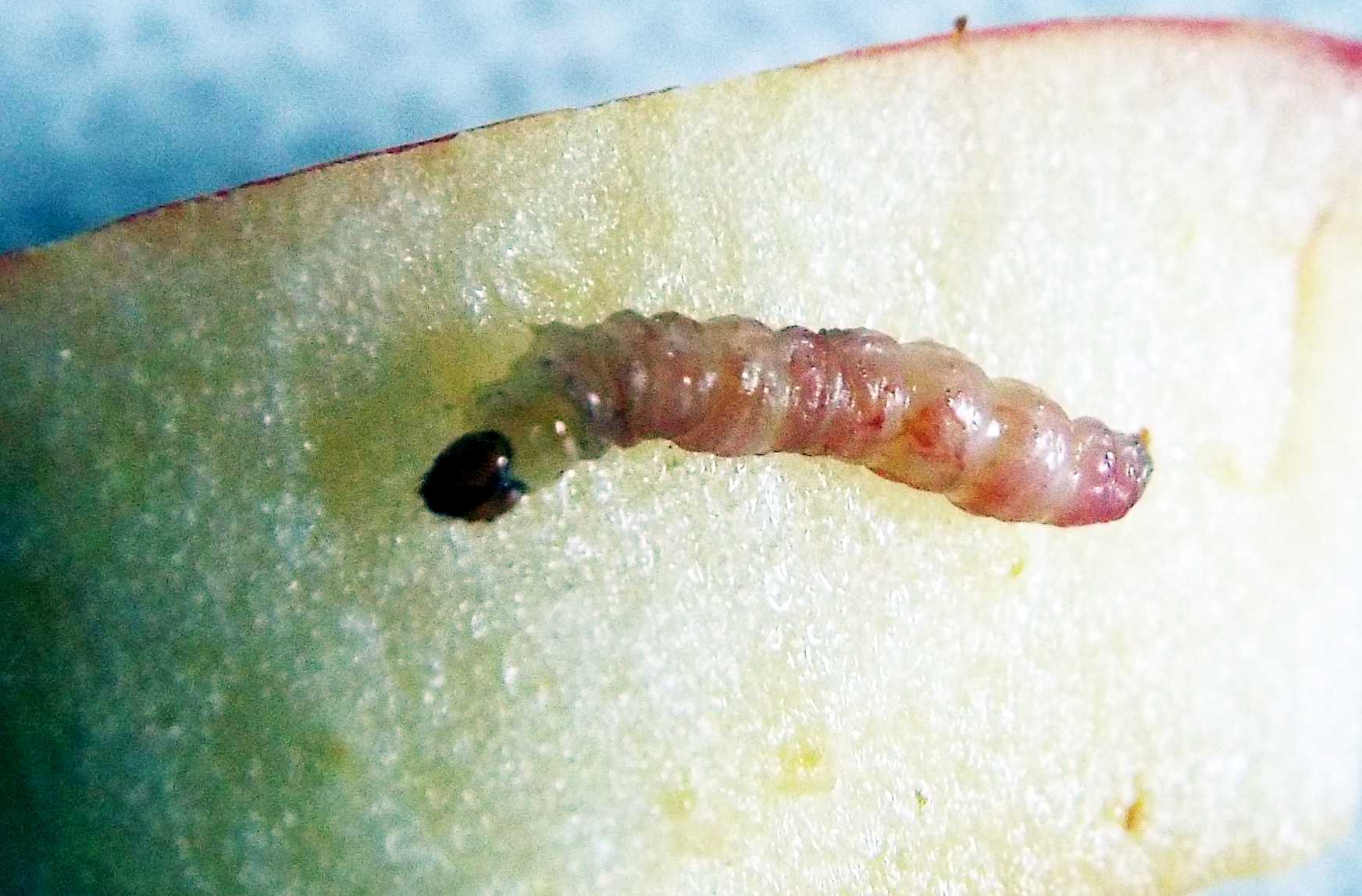 Bruco (probabilmente di Tortricidae e in fase di pre-pupa) in una mela