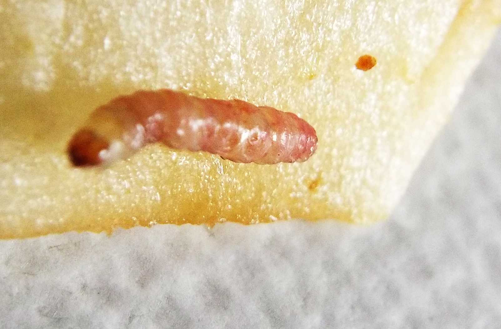 Bruco (probabilmente di Tortricidae e in fase di pre-pupa) in una mela