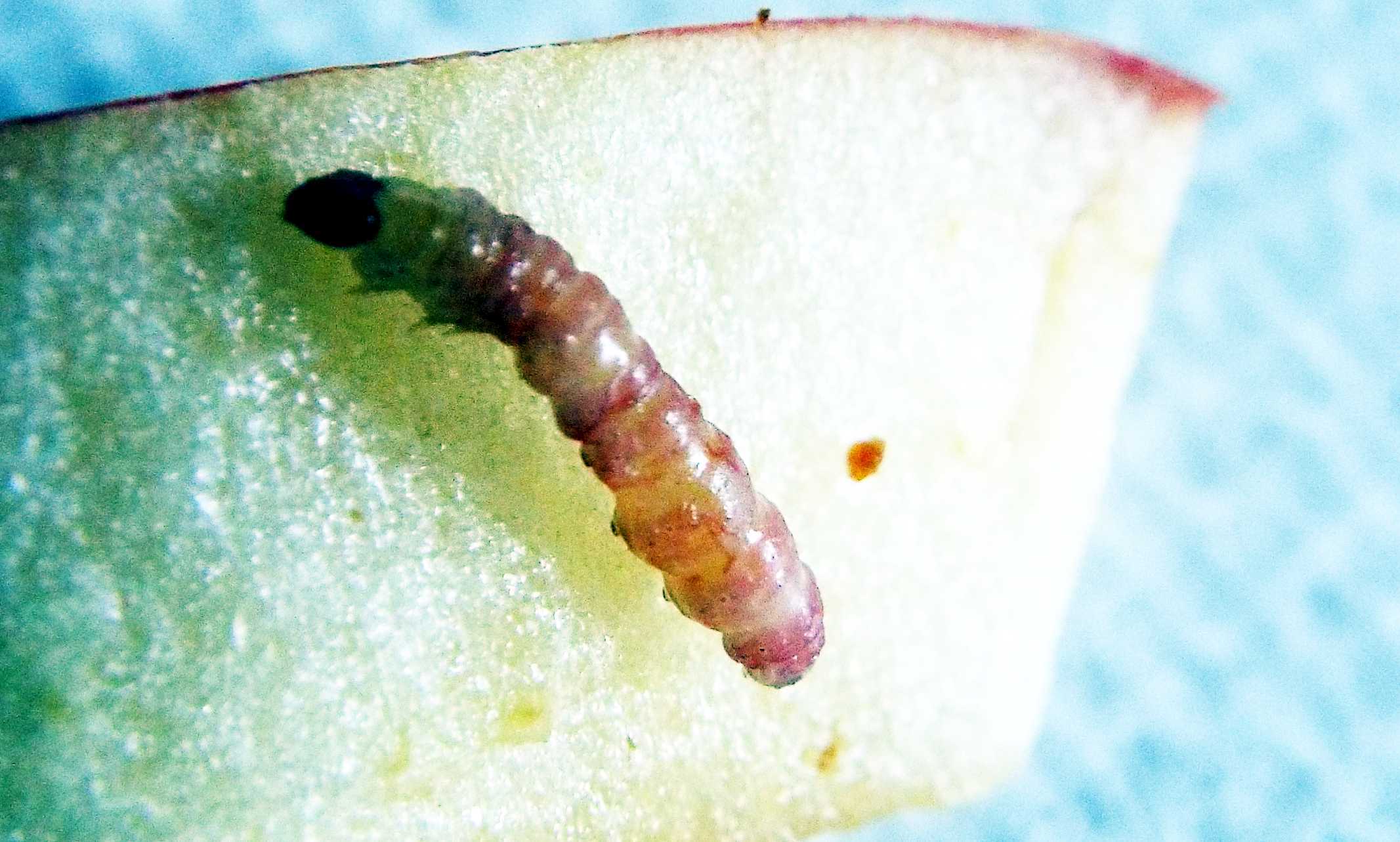 Bruco (probabilmente di Tortricidae e in fase di pre-pupa) in una mela