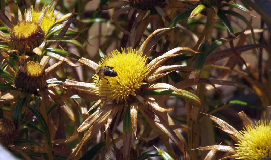 Da La Gomera (Canarie): Carlina salicifolia (Asteraceae)
