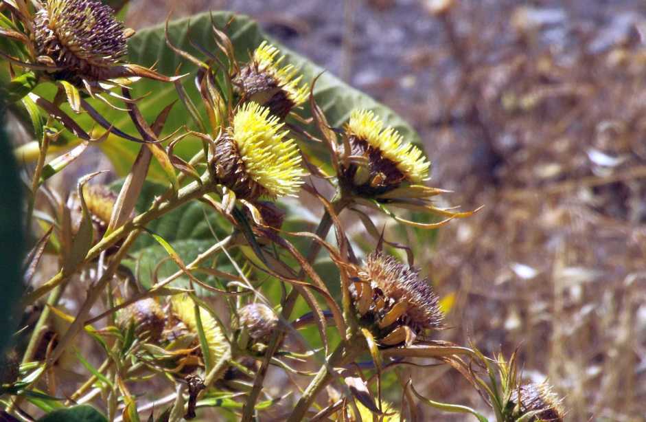 Da La Gomera (Canarie): Carlina salicifolia (Asteraceae)