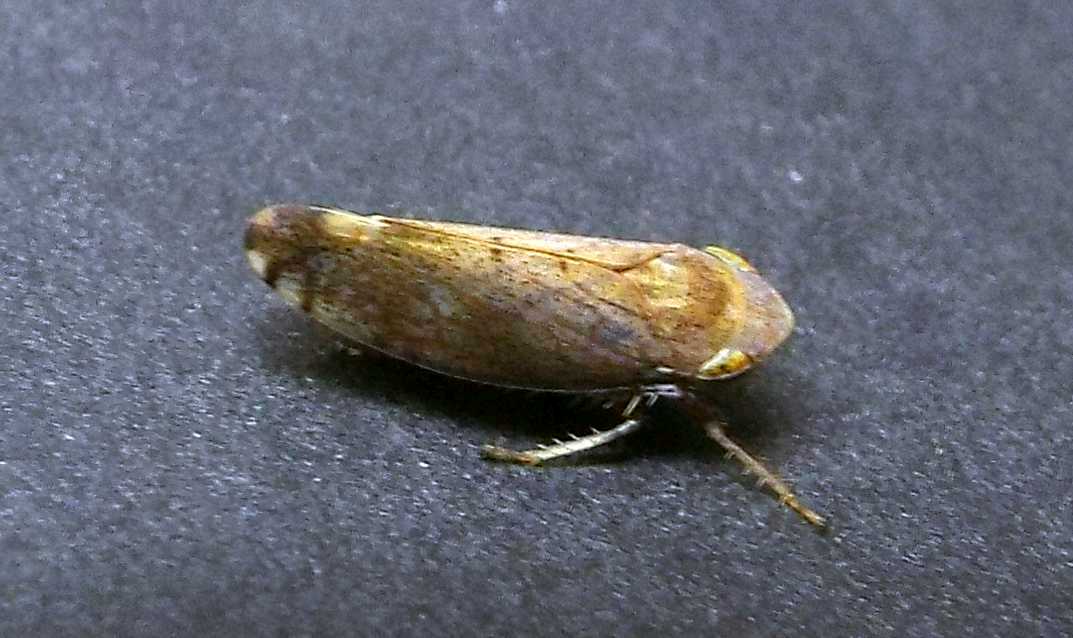 Cicadellidae: Fieberiella fiorii