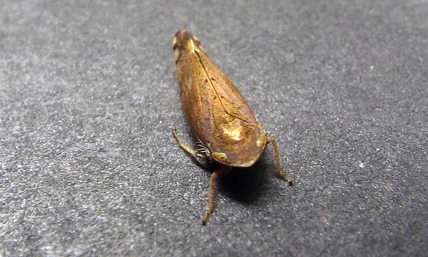 Cicadellidae: Fieberiella fiorii