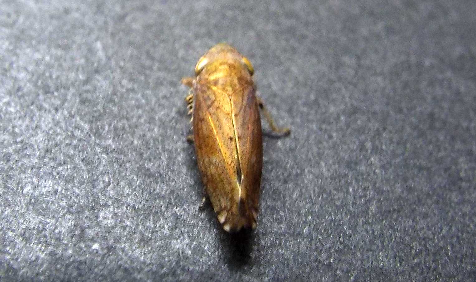Cicadellidae: Fieberiella fiorii
