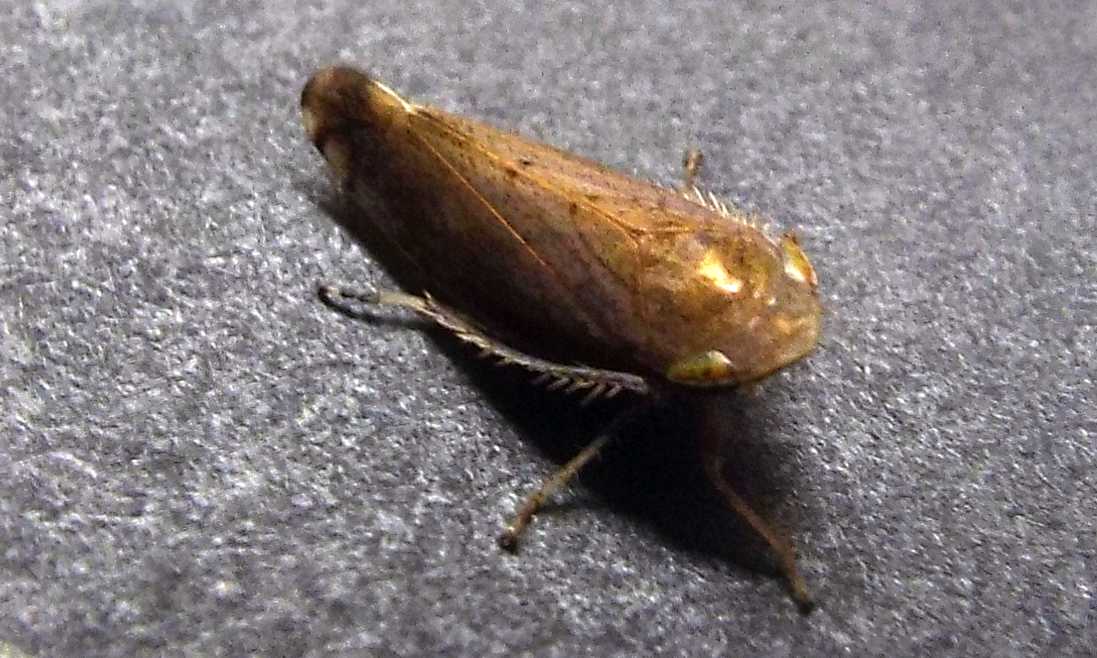 Cicadellidae: Fieberiella fiorii