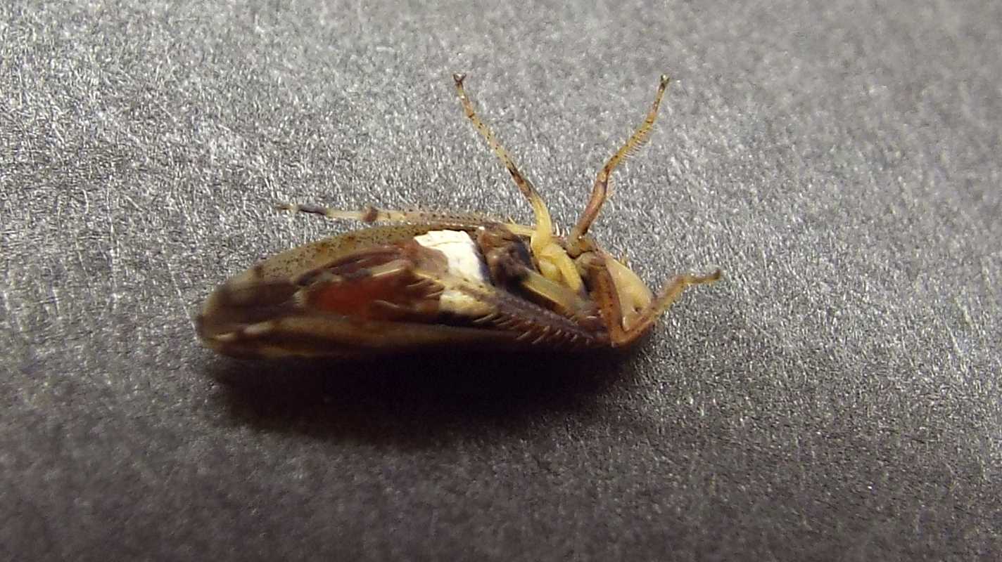 Cicadellidae: Fieberiella fiorii
