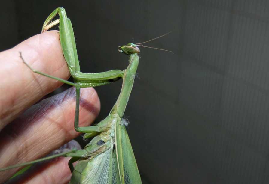 Ritrovamento della mantide Hierodula transcaucasica nel Cremonese