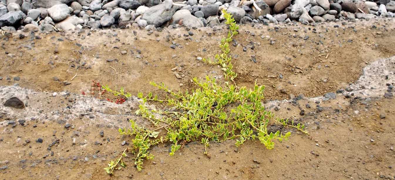 Da La Gomera (Canarie): Patellifolia patellaris (Chenopodiaceae)
