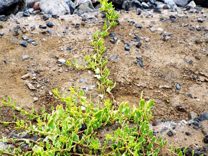 Da La Gomera (Canarie): Patellifolia patellaris (Chenopodiaceae)