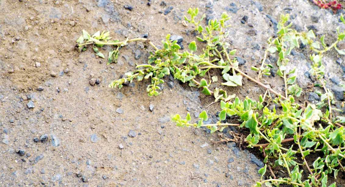 Da La Gomera (Canarie): Patellifolia patellaris (Chenopodiaceae)