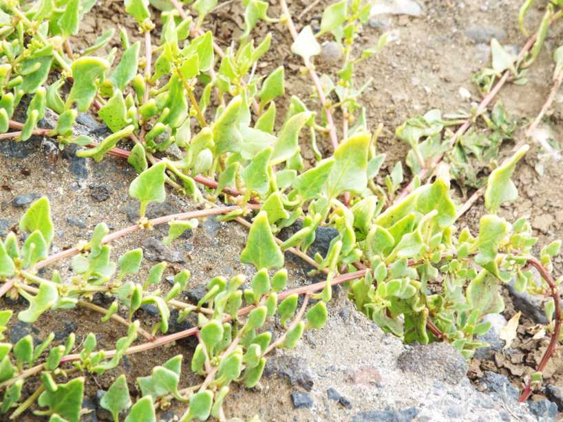 Da La Gomera (Canarie): Patellifolia patellaris (Chenopodiaceae)