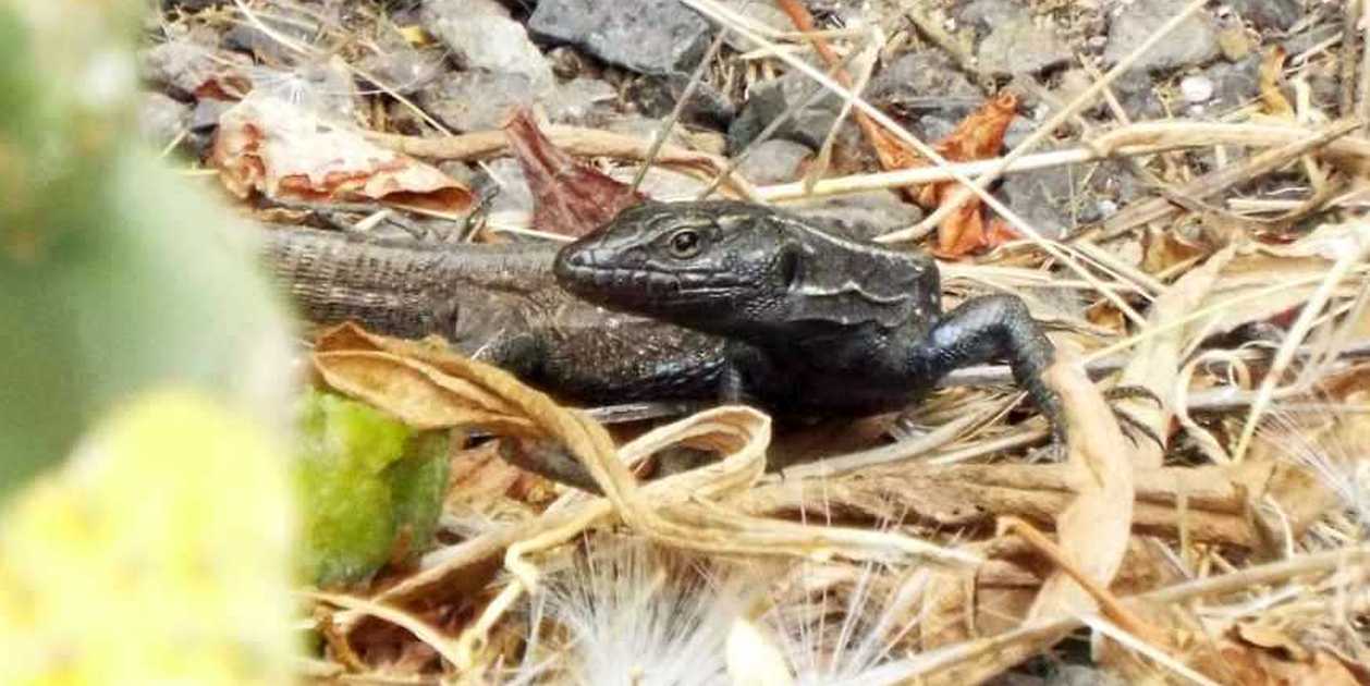 Lucertole a La Gomera (Canarie): Gallotia caesaris gomerae