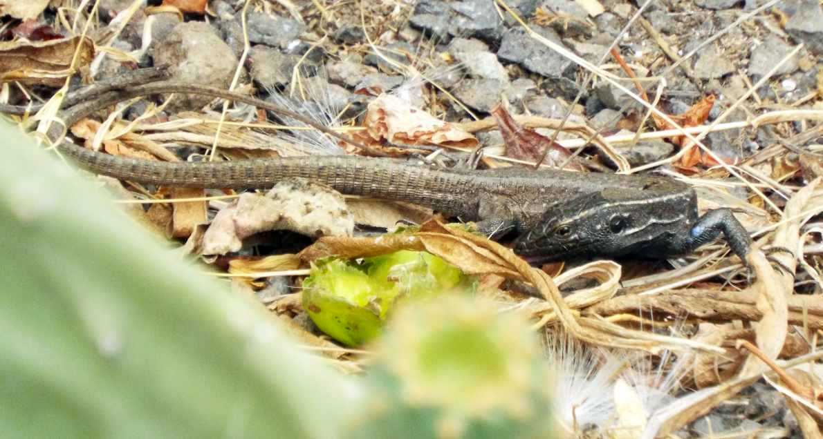 Lucertole a La Gomera (Canarie): Gallotia caesaris gomerae