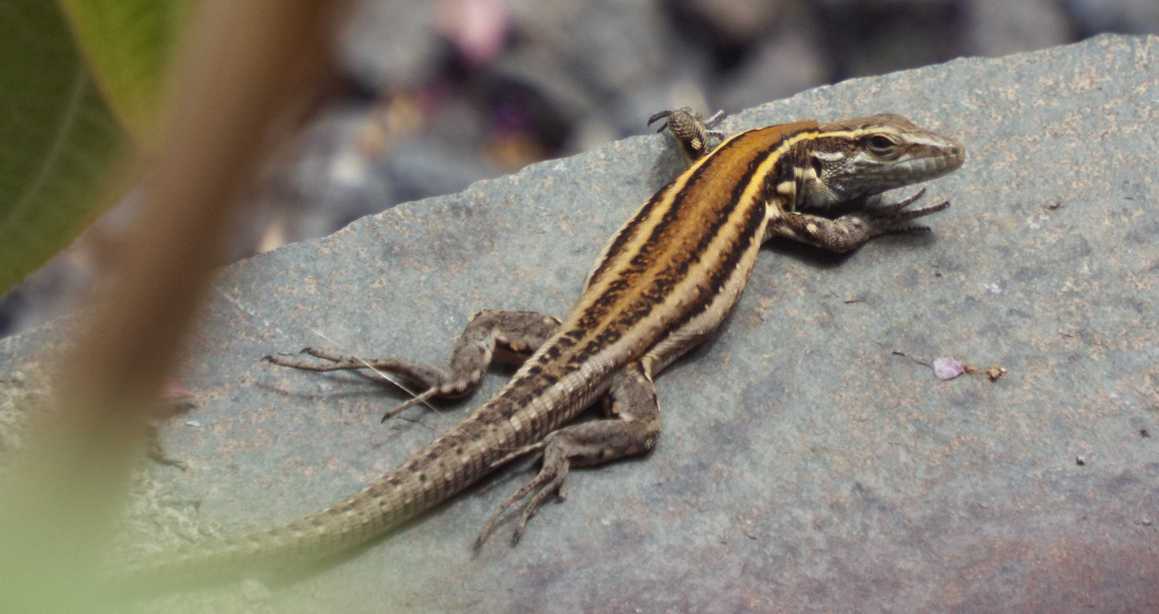 Lucertole a La Gomera (Canarie): Gallotia caesaris gomerae