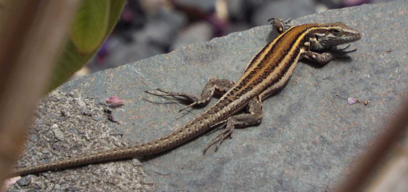 Lucertole a La Gomera (Canarie): Gallotia caesaris gomerae