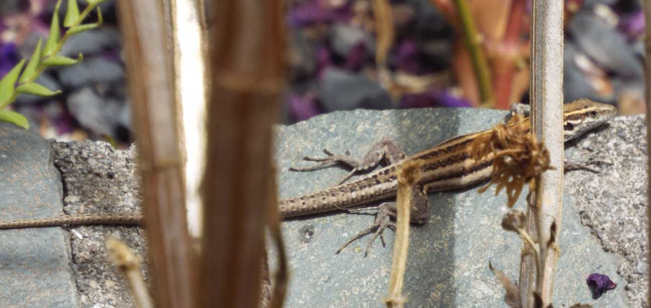 Lucertole a La Gomera (Canarie): Gallotia caesaris gomerae