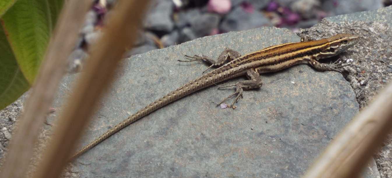 Lucertole a La Gomera (Canarie): Gallotia caesaris gomerae