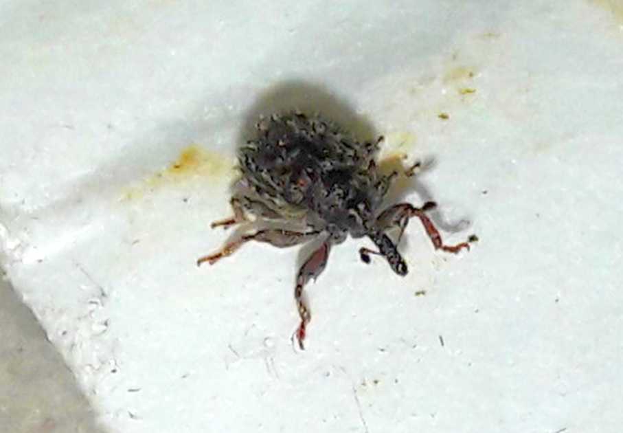 Curculionidae casalingo:  Cleopus solani